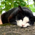 Sleepy Kitty