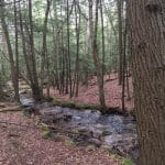 Springtime Forest