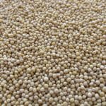 Soy beans